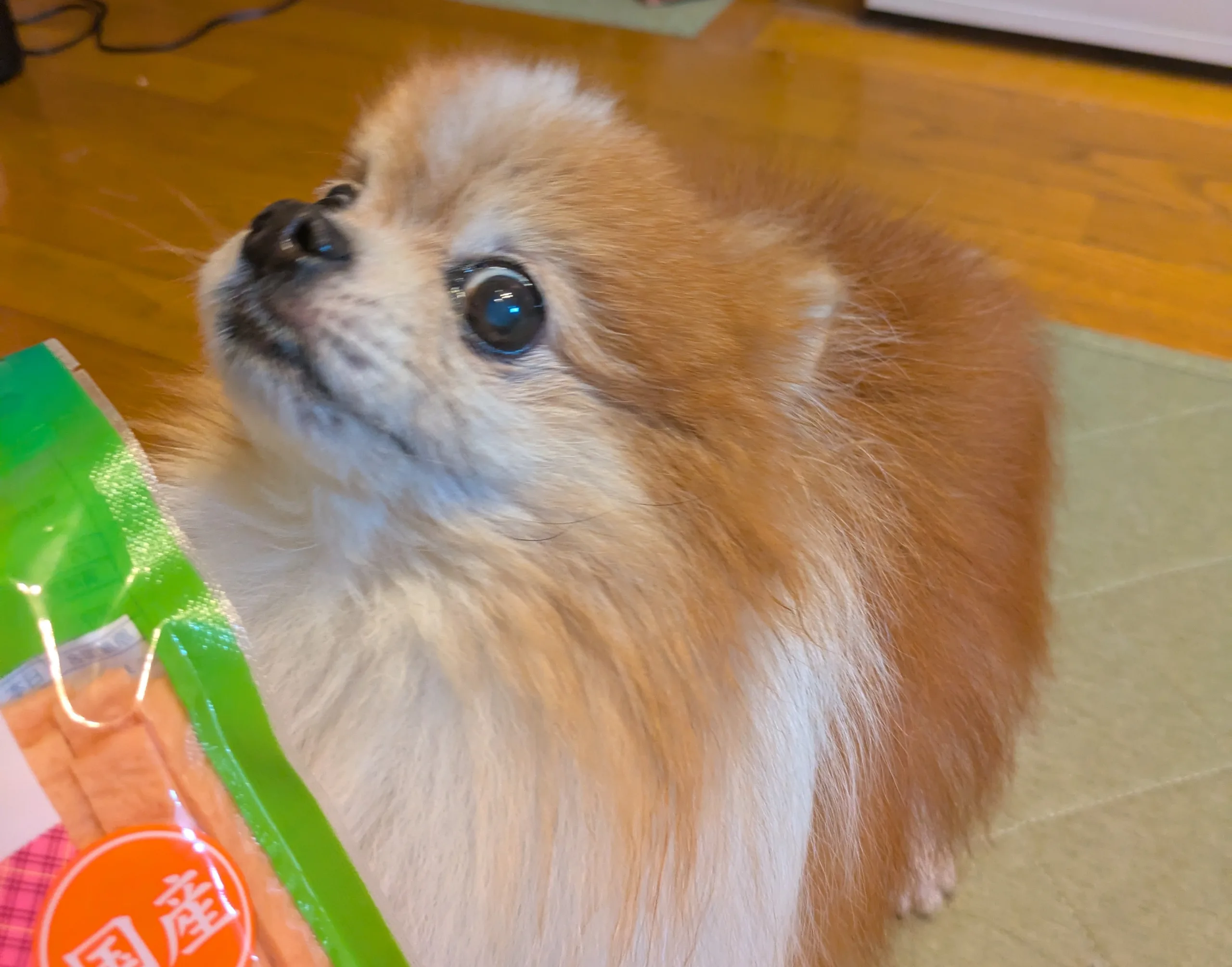 ポメ助
