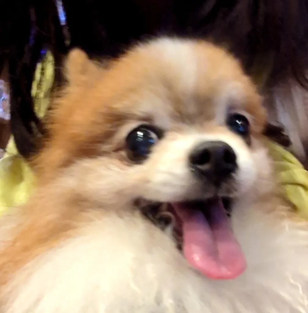 ぶれたポメ