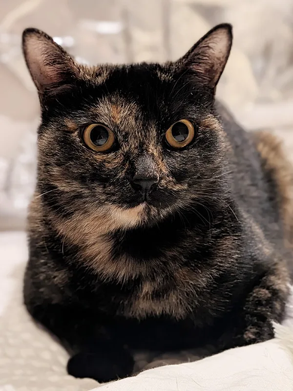 画像に alt 属性が指定されていません。ファイル名: PXL_20251111_130840960.PORTRAIT.webp