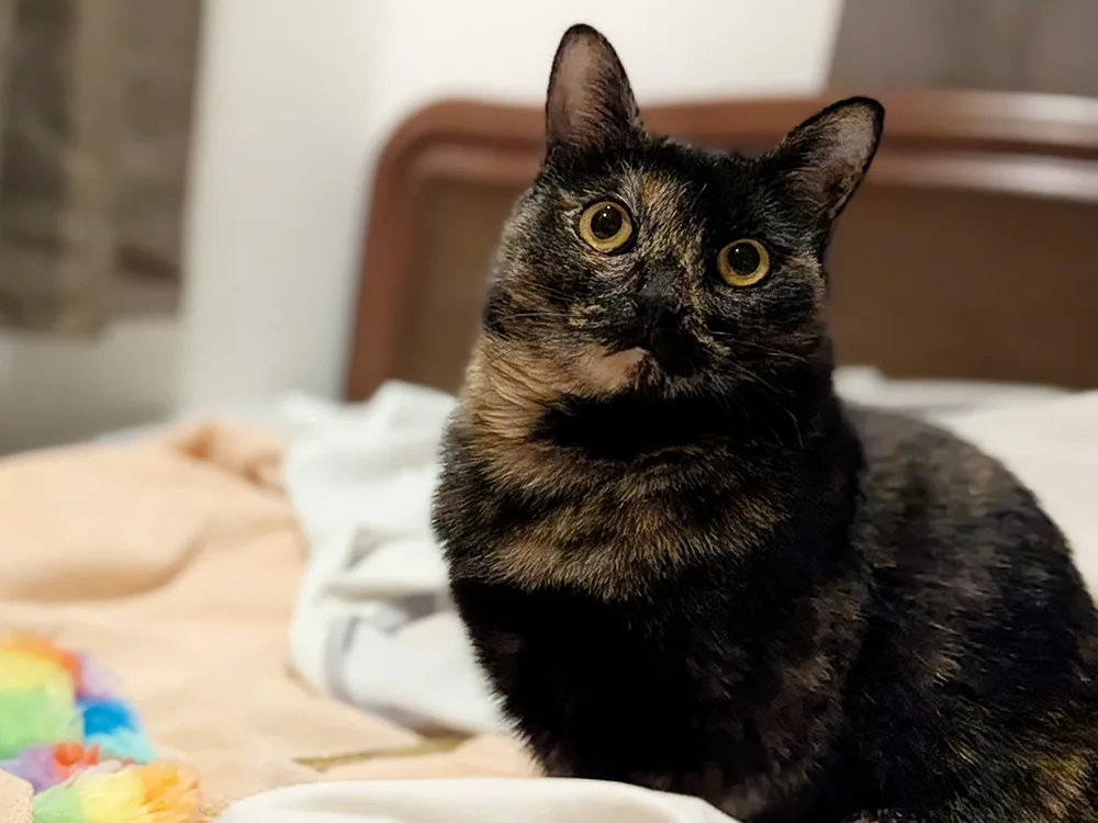 画像に alt 属性が指定されていません。ファイル名: PXL_20251118_114031837.PORTRAIT.webp