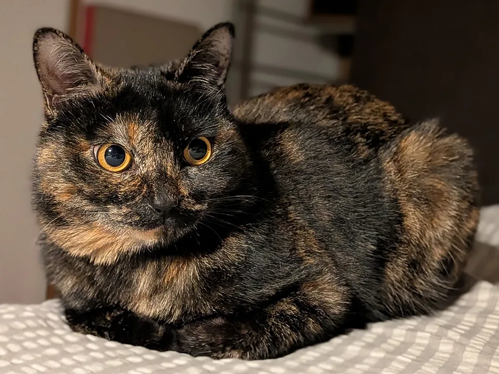 画像に alt 属性が指定されていません。ファイル名: PXL_20251210_144220864.PORTRAIT.webp